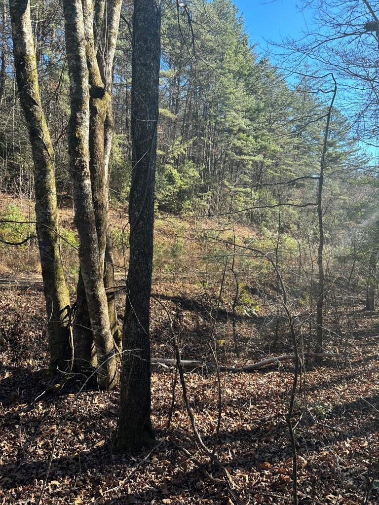 1.03 Deep Frst Road Murphy, NC 28906 - Photo 4 of 28