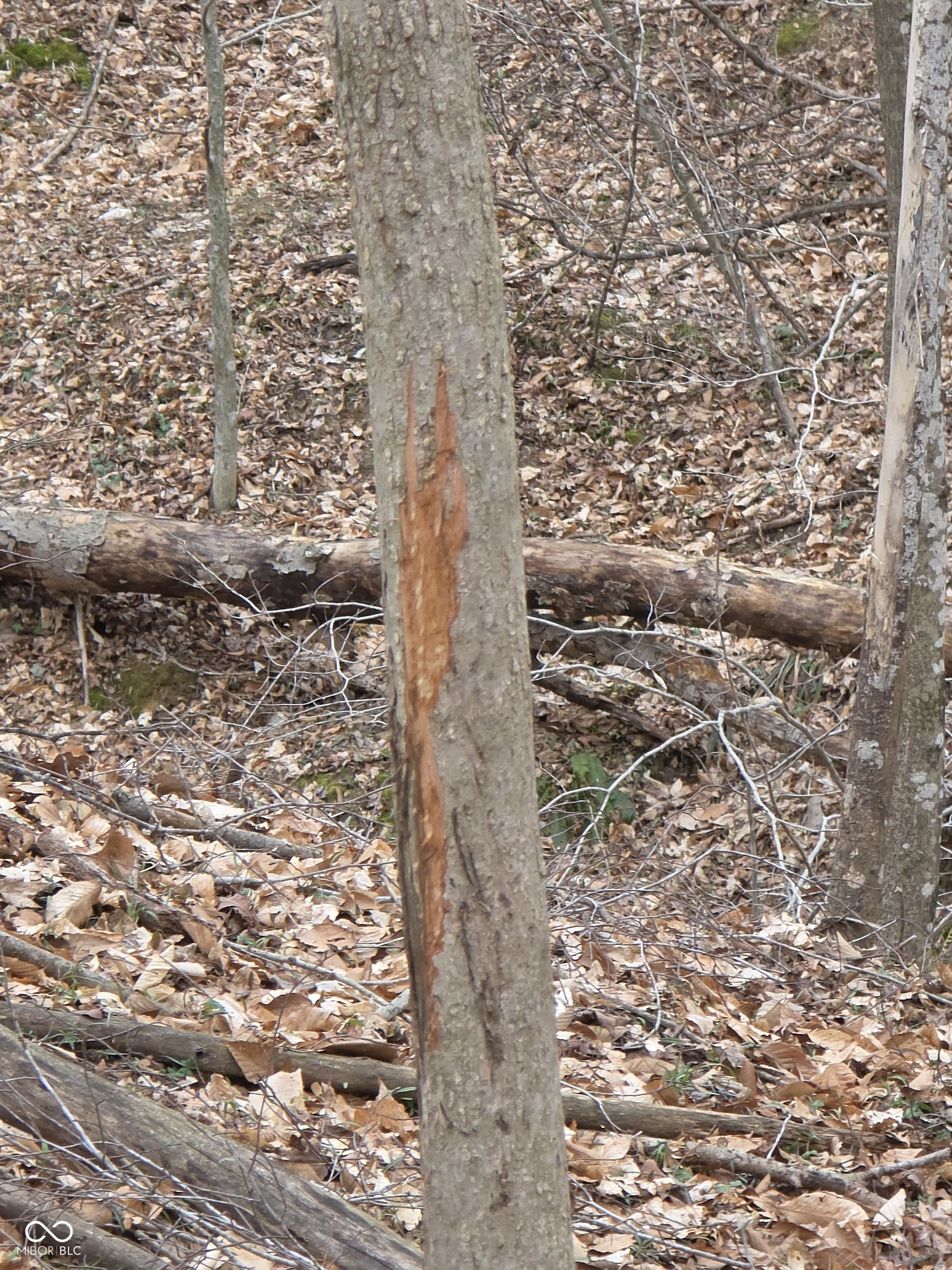 11088 Camp Otto Road Cloverdale, IN 46120 - Photo 55 of 57