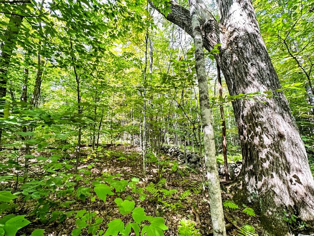 370 Tucker Mountain Road Andover, NH 03216 - Photo 22 of 22