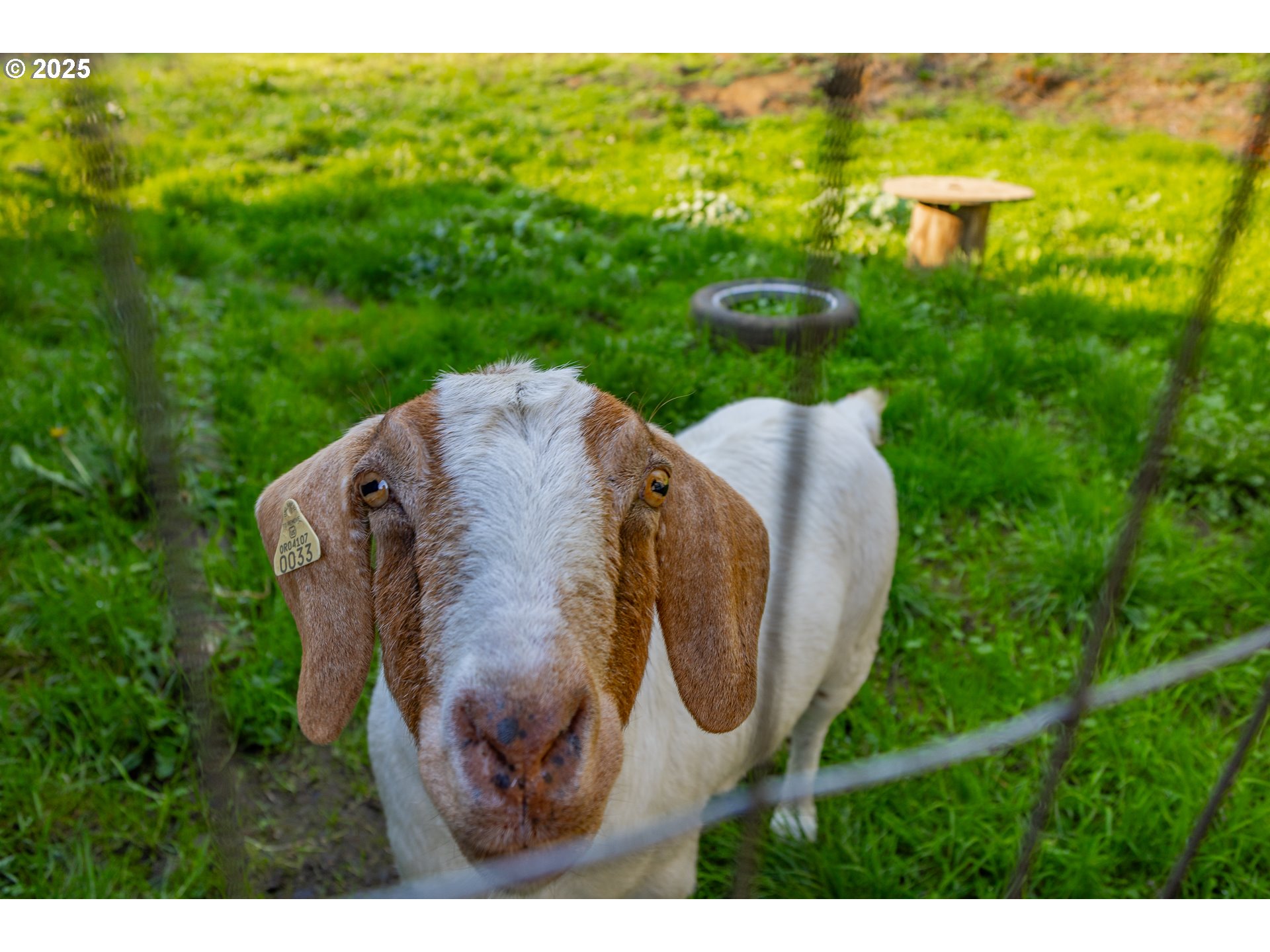 15779 Highway 42 Myrtle Point, OR 97458 - Photo 22 of 33 a view of a garden