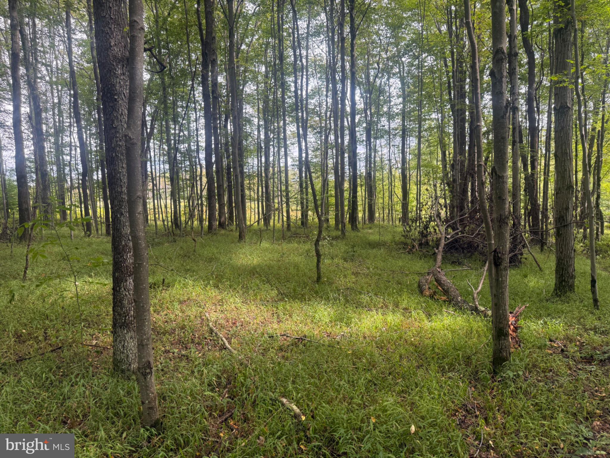 0 Mt Alton Road Limestone, NY 14753 - Photo 28 of 28 Gallery Image 28