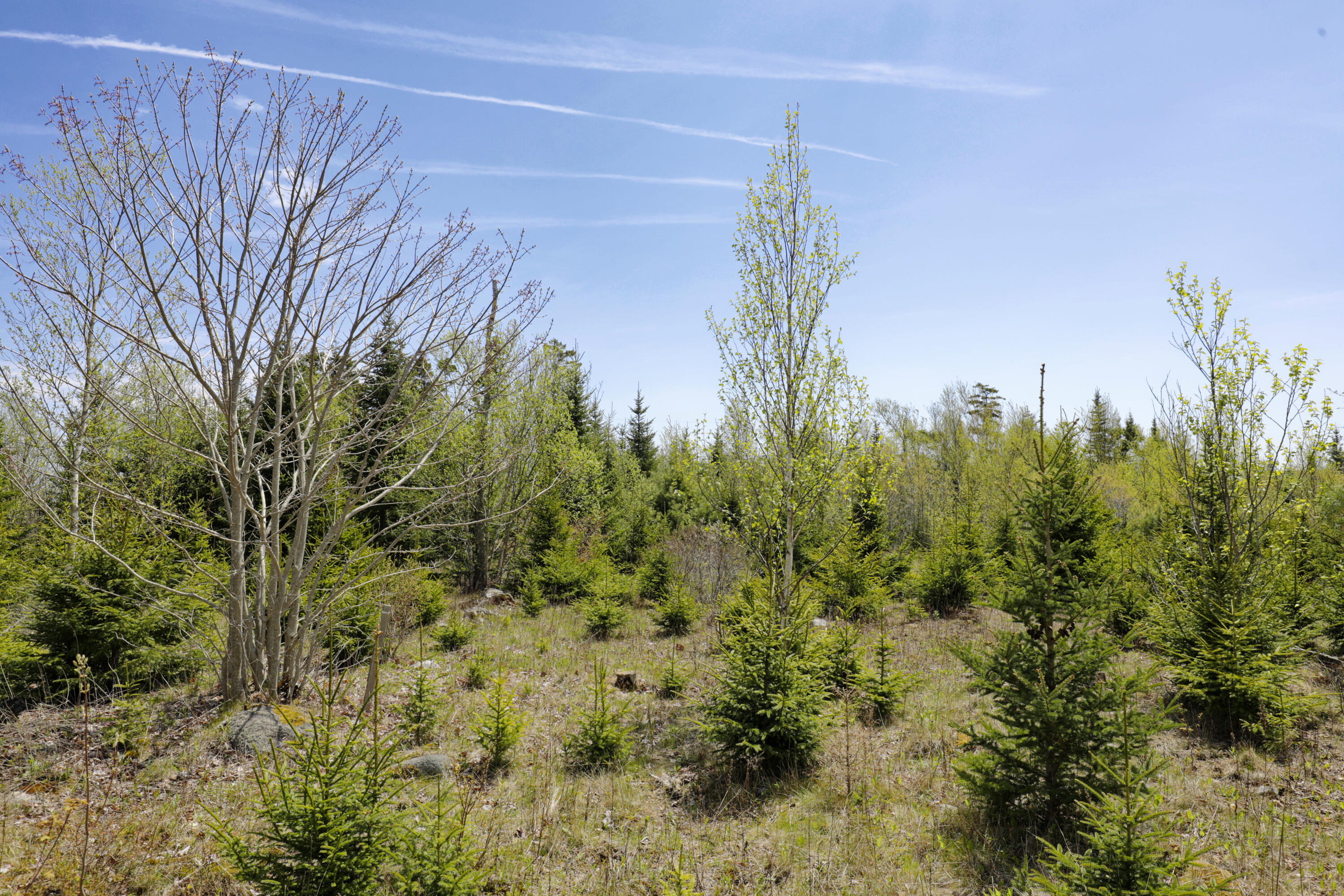 Lot 0 Clover Road New Harbor, ME 04554 - Photo 6 of 14 04-33CliffRd-lot-AT