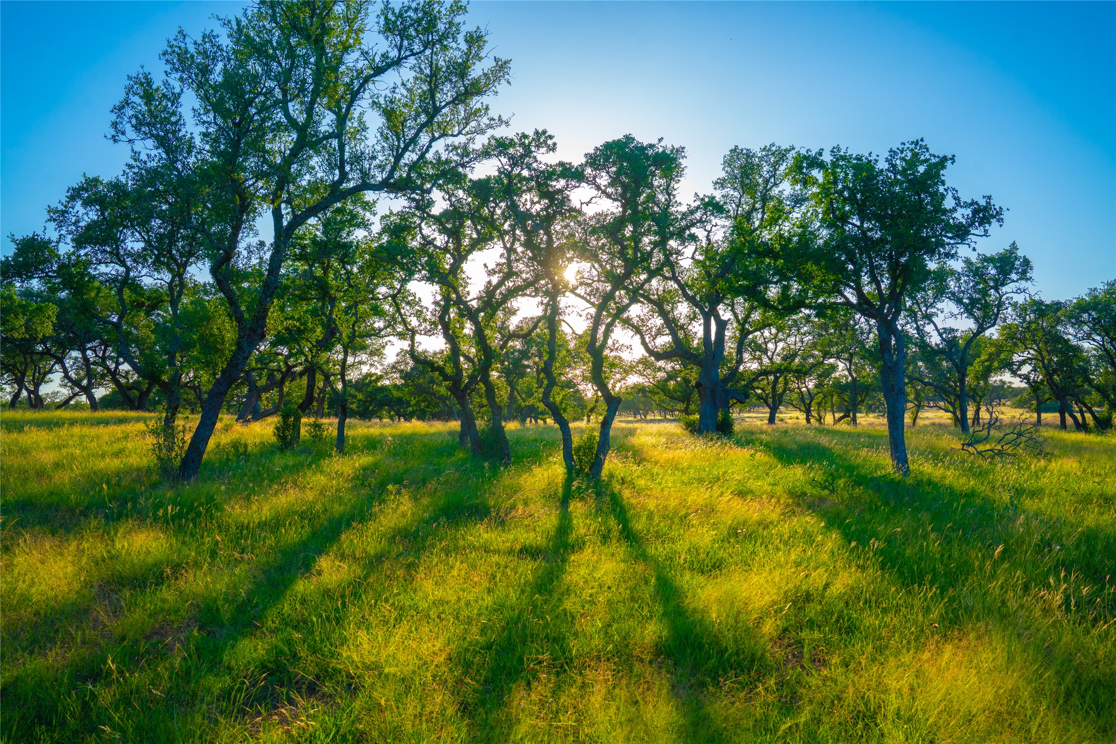 0 Creekside Ranch Johnson City, TX 78636 - Photo 8 of 14 Sun-dappled meadow with mature trees offers peaceful natural beauty.