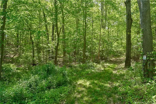 a view of a lush green forest