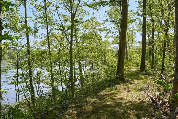 a view of forest