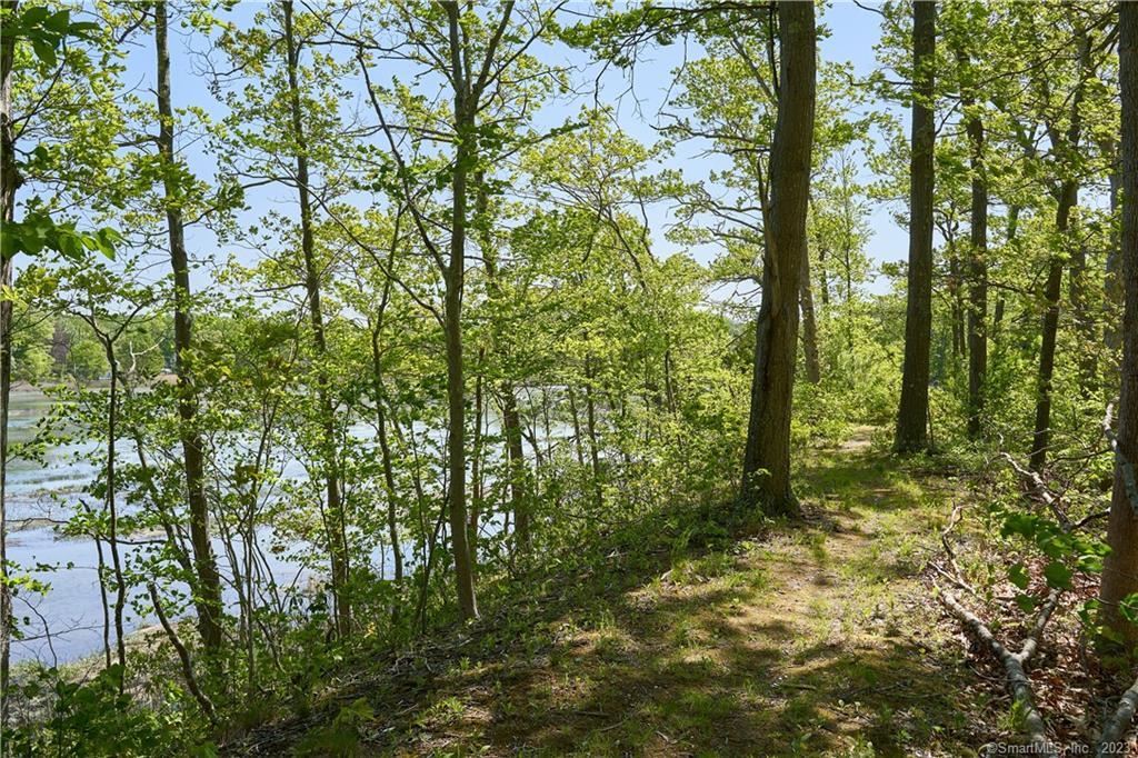 12 Bowhay Hill Road Branford, CT 06405 - Photo 14 of 40 a view of forest