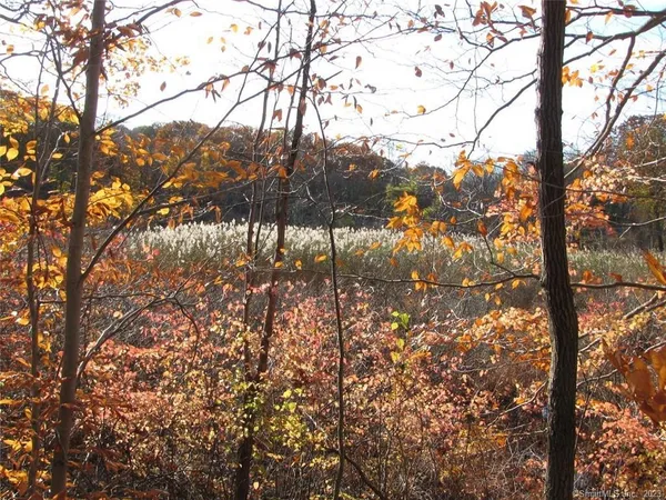 a view of tree