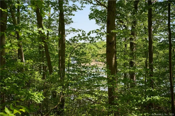 a view of a lush green forest