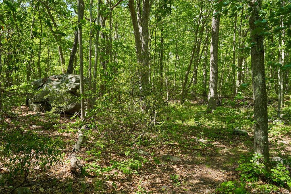 12 Bowhay Hill Road Branford, CT 06405 - Photo 37 of 40 a view of a lush green forest
