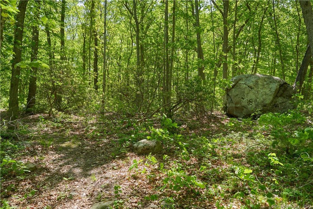 12 Bowhay Hill Road Branford, CT 06405 - Photo 38 of 40 a view of a lush green forest