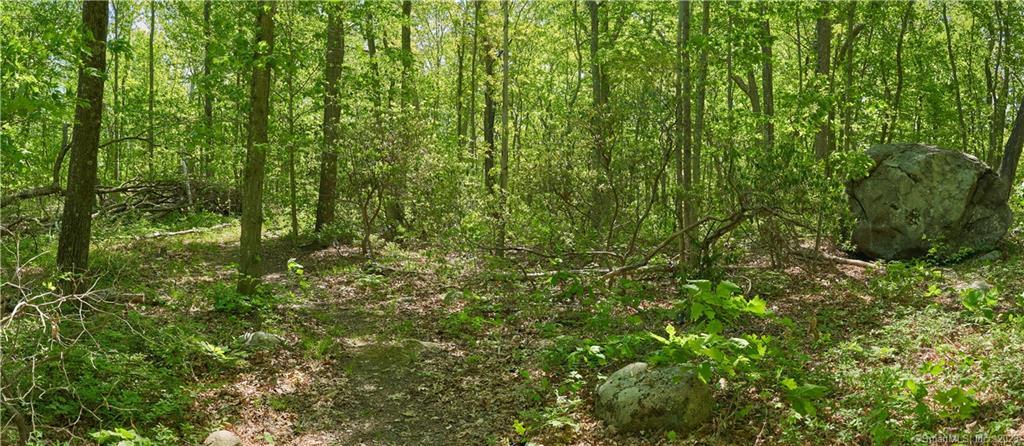 12 Bowhay Hill Road Branford, CT 06405 - Photo 39 of 40 a view of a lush green forest