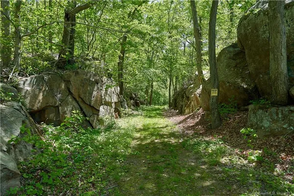 a view of a forest with trees in the background
