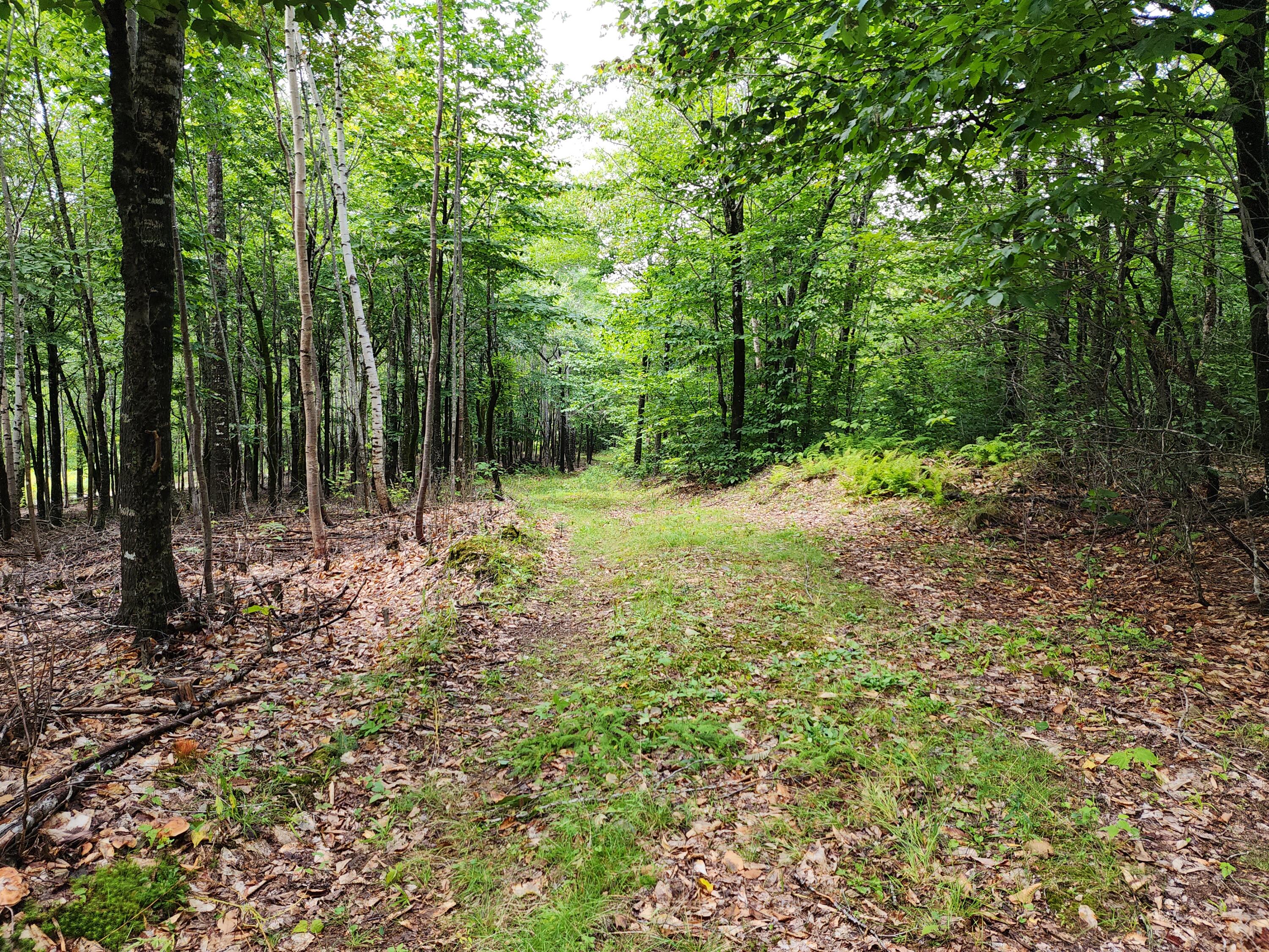 Off Dow Farm Road Island Falls, ME 04747 - Photo 7 of 10 20230826_125927