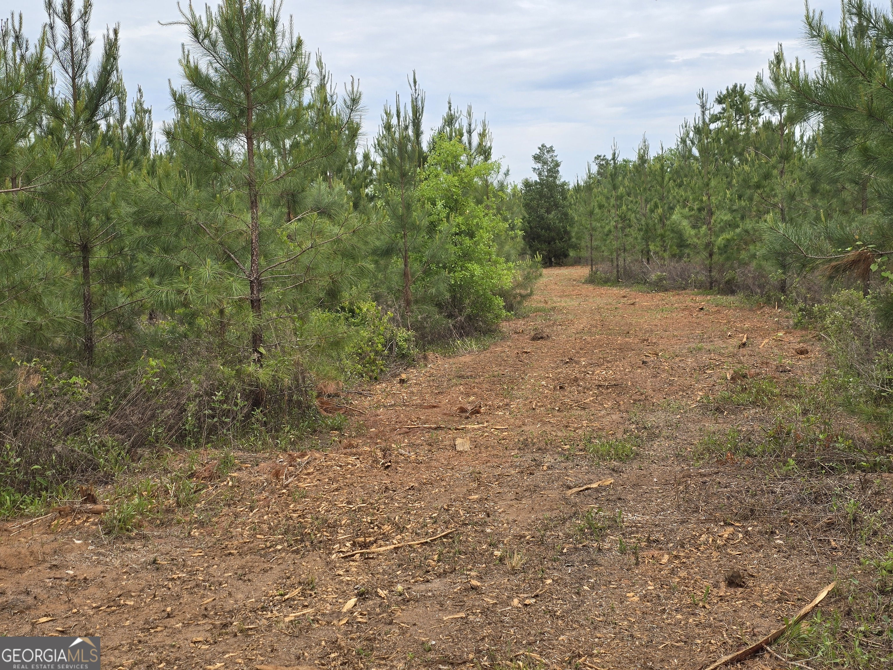 12 Marvin Murphy Road Ellaville, GA 31806 - Photo 1 of 1 a view of a dirt road with trees in the background
