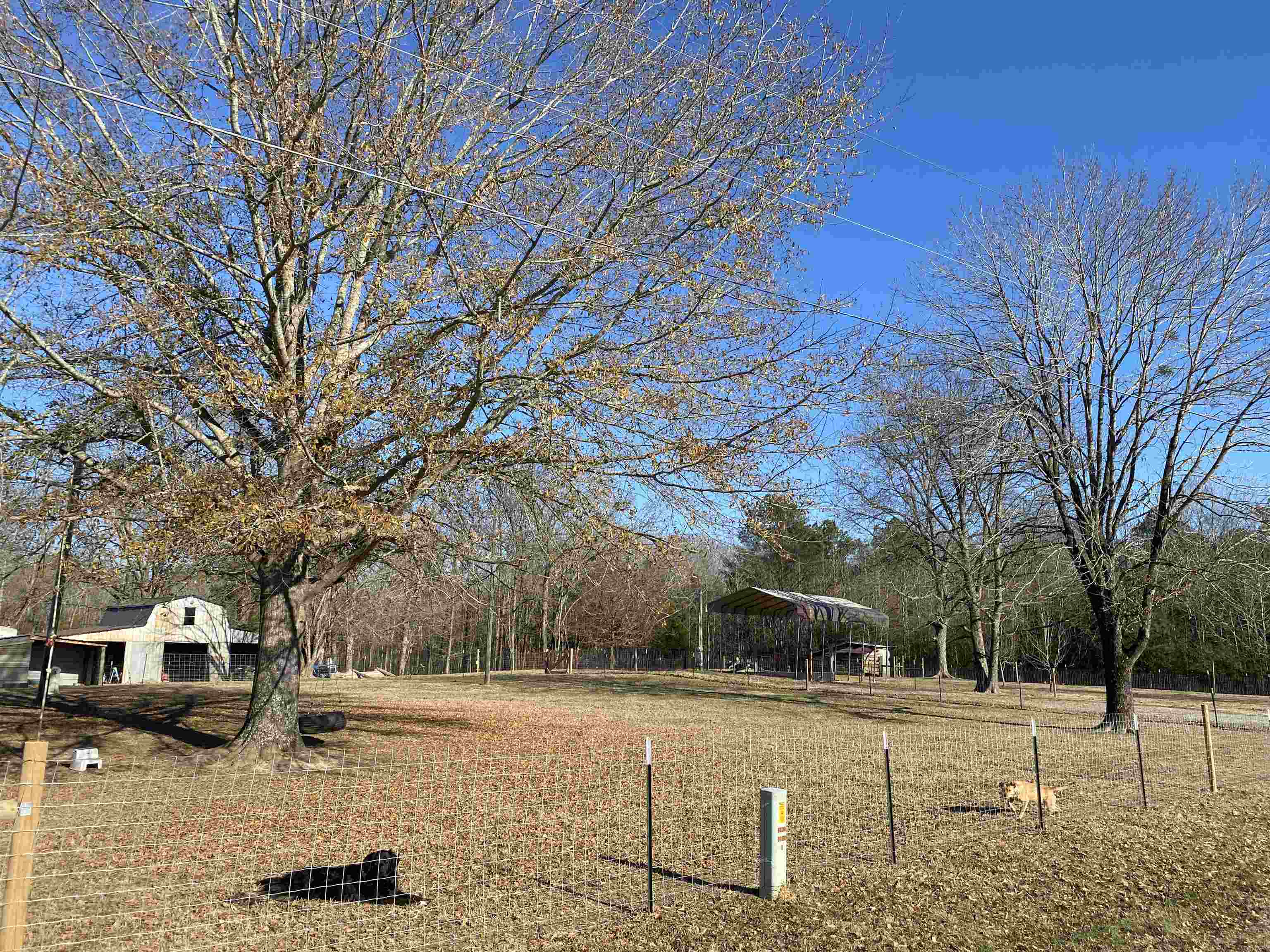 1120 Jot Em Down Road Morris Chapel, TN 38361 - Photo 17 of 40 a view of a yard with trees in the background