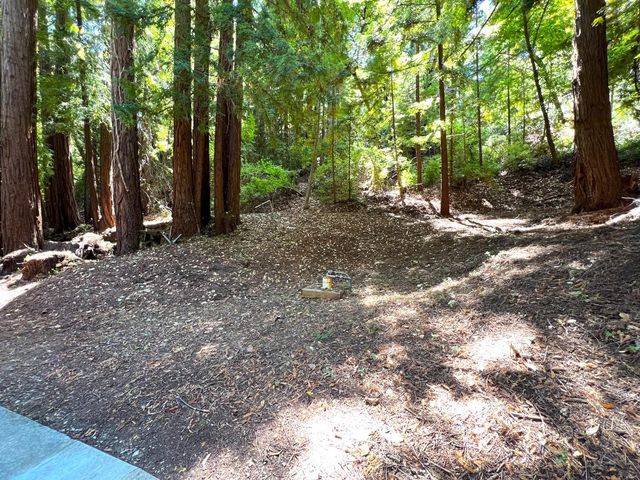 a view of a forest with trees in the background