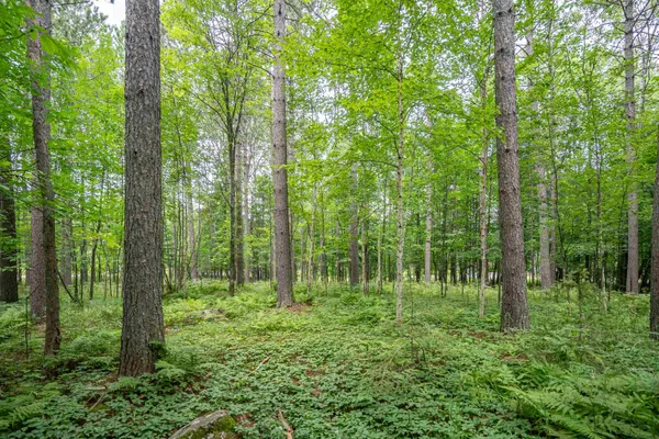 $89,900 | 51-xx Lindahl Road, Duluth, MN 55811