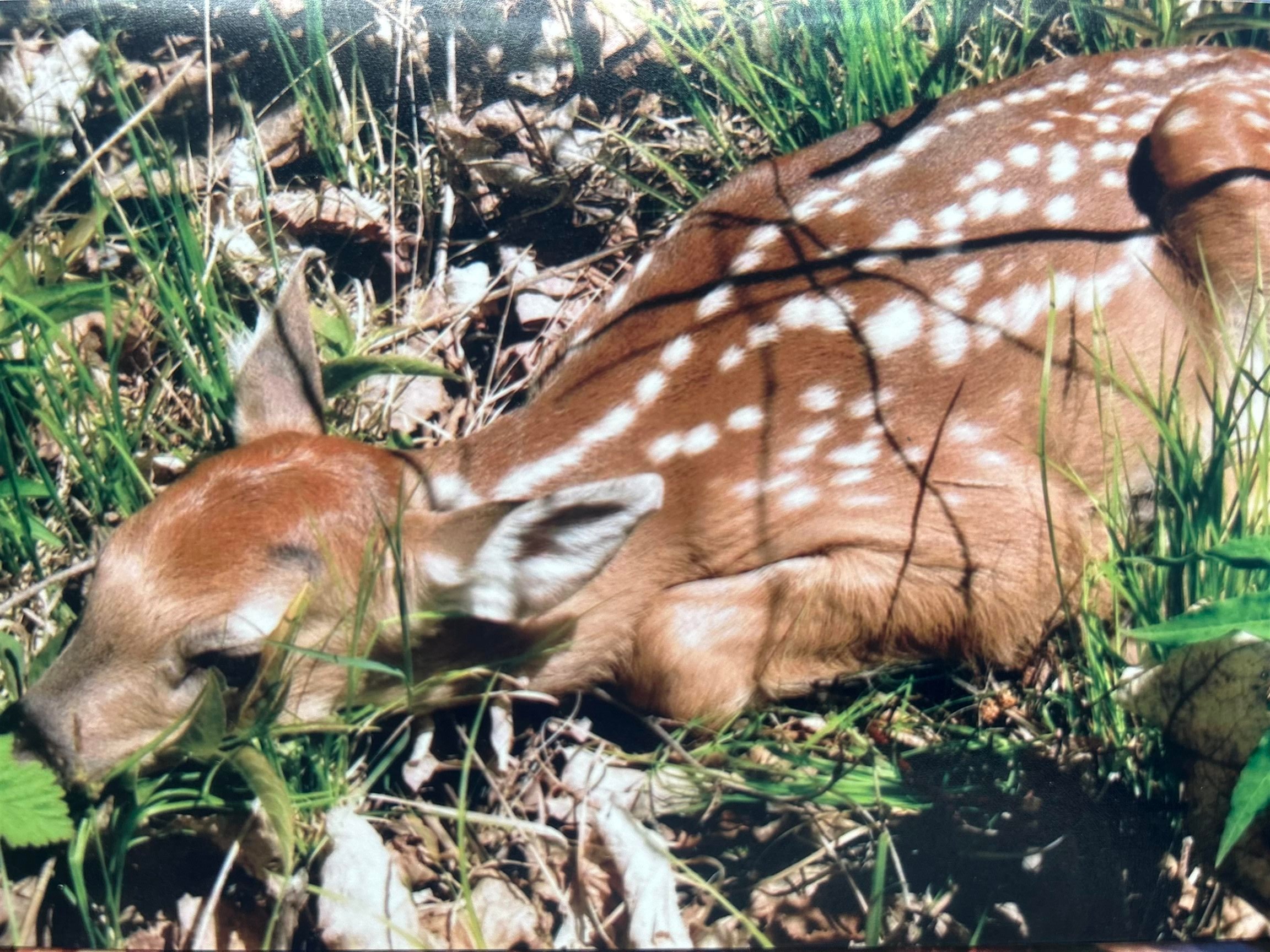 51-xx Lindahl Road Duluth, MN 55811 - Photo 6 of 16