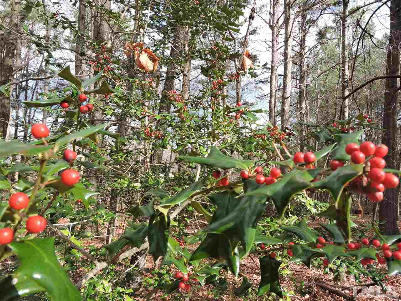 .64-acres Younger Road Roxboro, NC 27573 - Photo 4 of 6