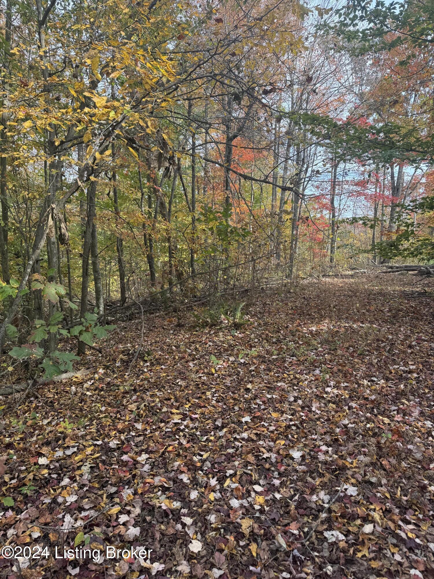0 Ditney Ridge Road Morehead, KY 40351 - Photo 21 of 39 IMG_4301