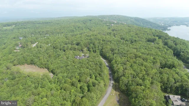 a view of a field with plants and large trees