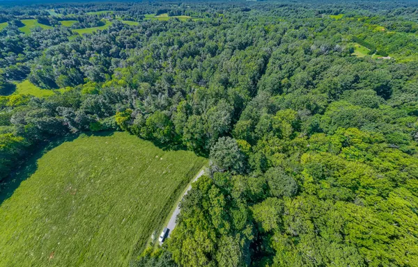a view of a lush green forest