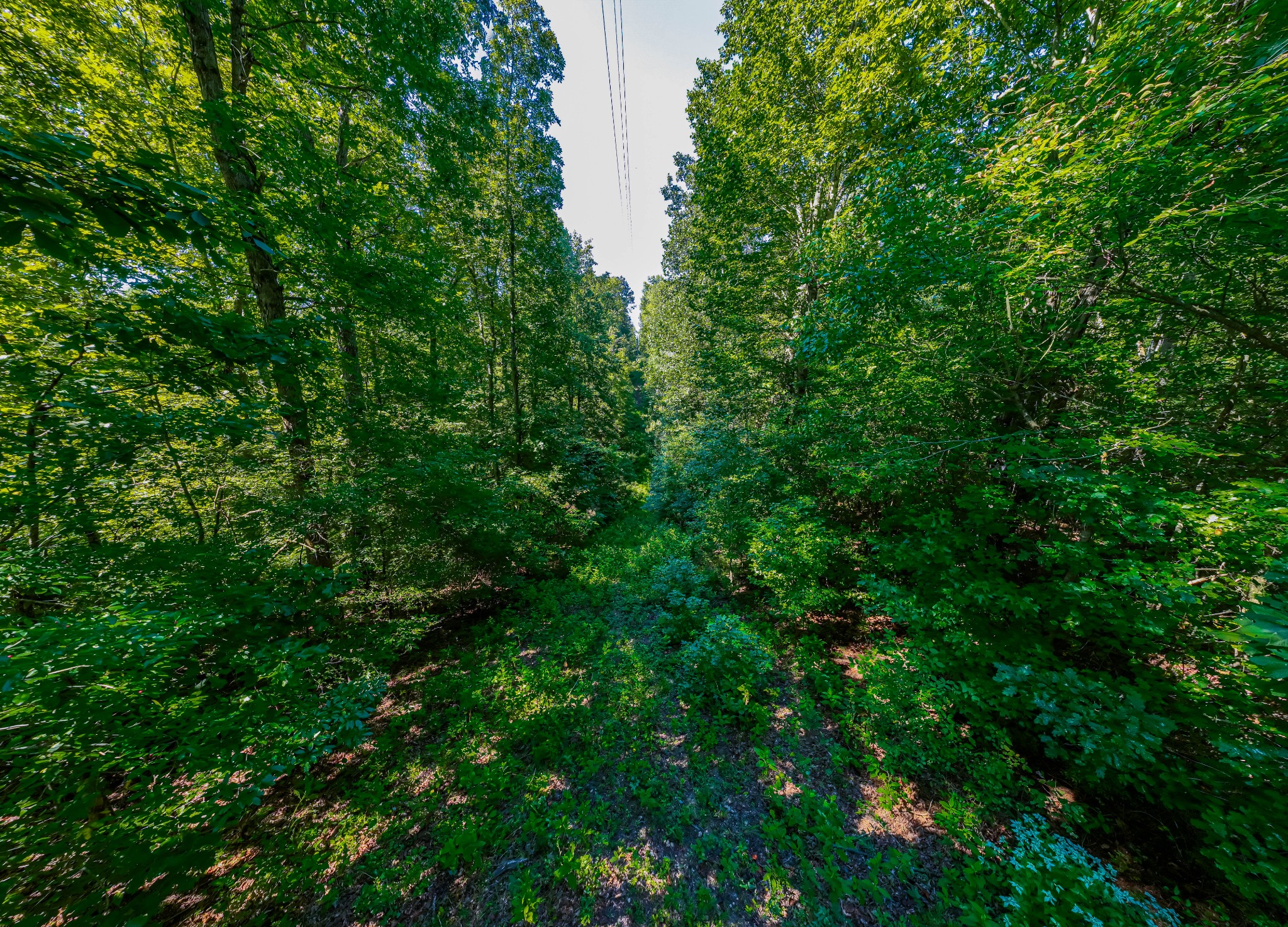 0 Mann Road Huntland, TN 37345 - Photo 12 of 15 a view of a lush green forest with lawn chairs and plants