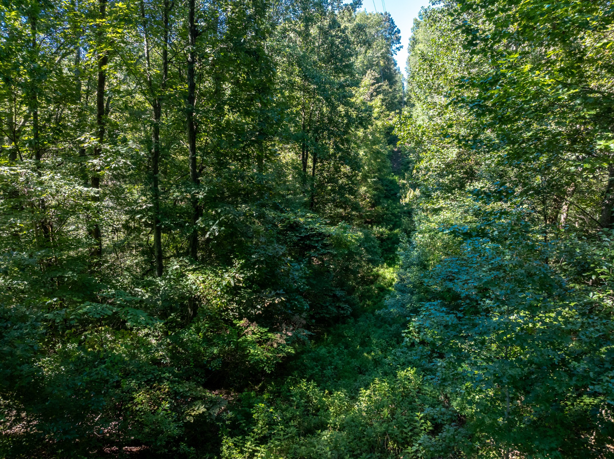 0 Mann Road Huntland, TN 37345 - Photo 14 of 15 a view of a lush green forest