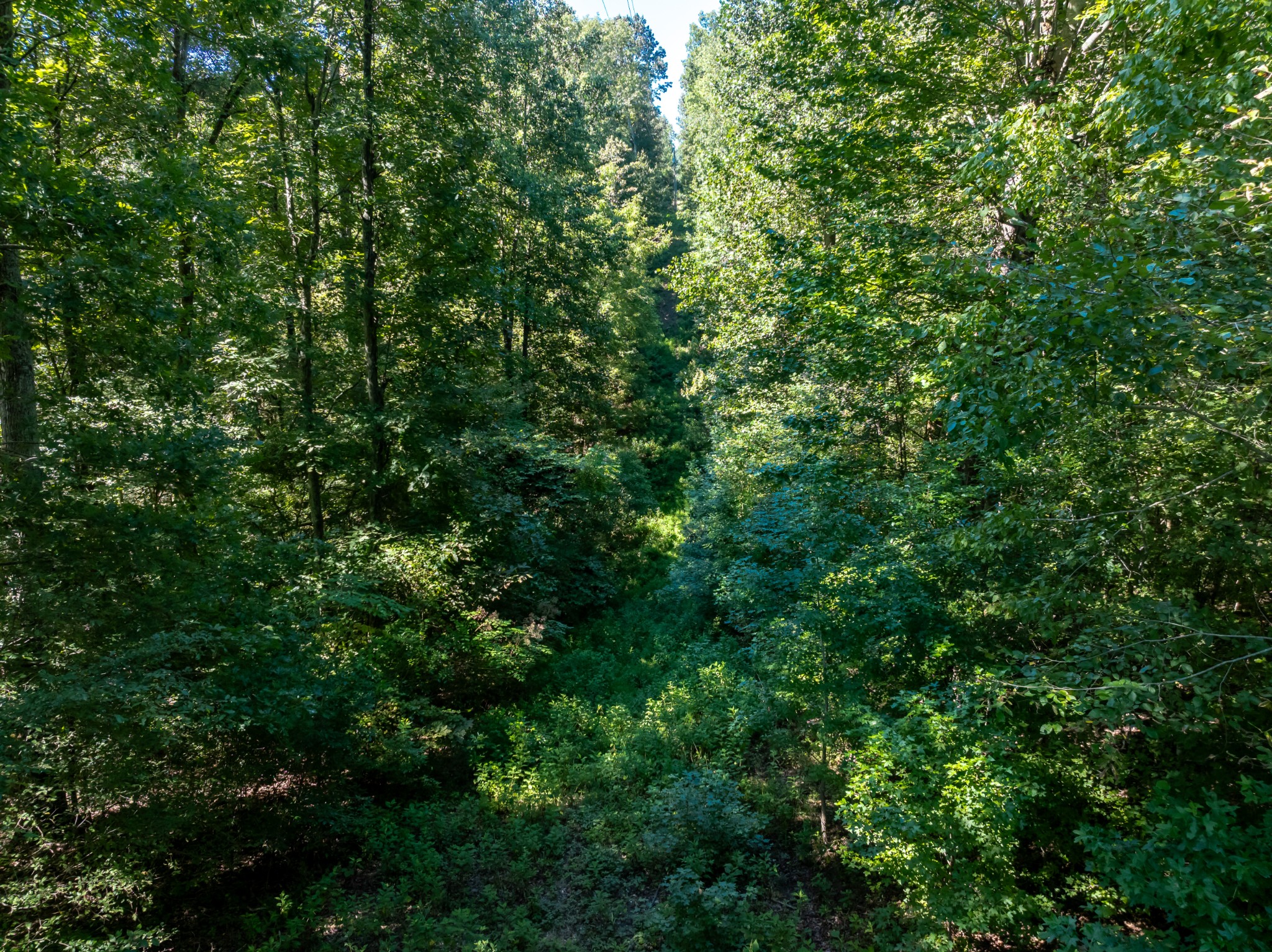 0 Mann Road Huntland, TN 37345 - Photo 15 of 15 a view of a lush green forest