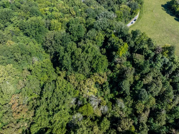 a view of a forest with a park