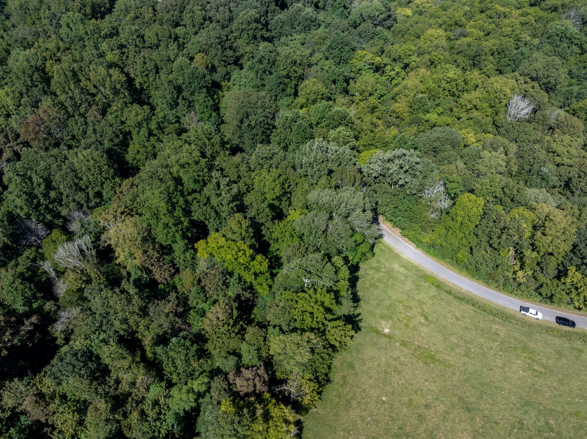 0 Mann Road Huntland, TN 37345 - Photo 7 of 15 a view of a forest with a park