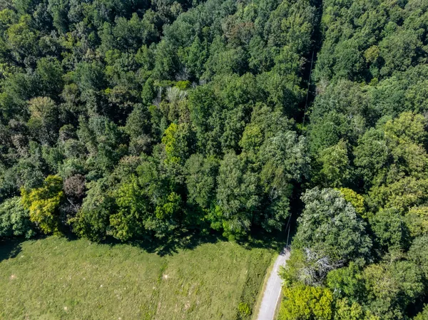 a view of a lush green forest