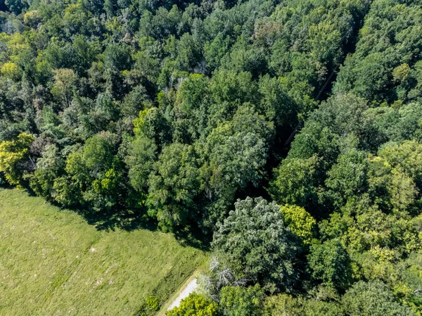 a view of a lush green forest