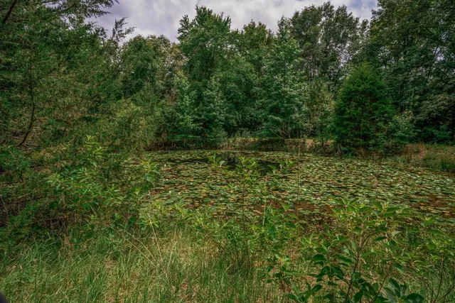 a lush green forest with trees in the background
