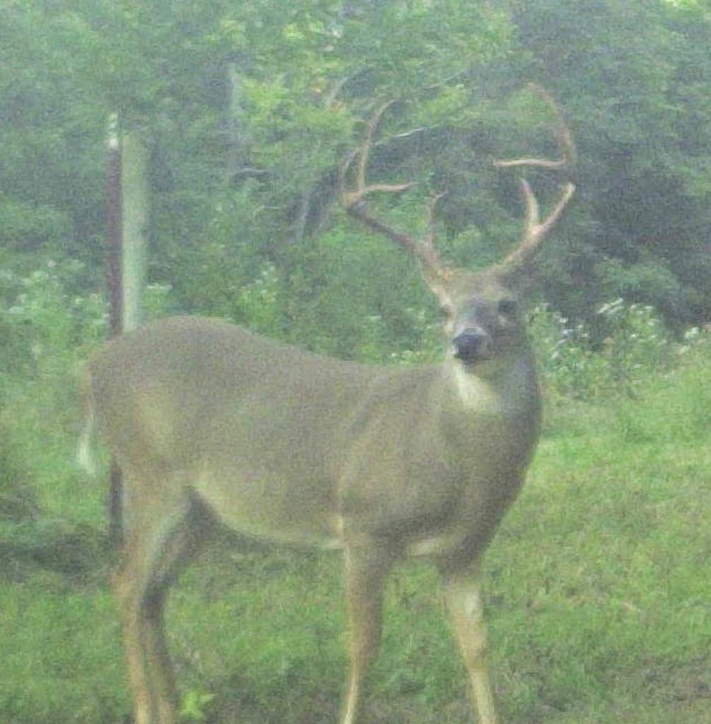 99 Judkins Road Hickman, TN 38567 - Photo 61 of 67