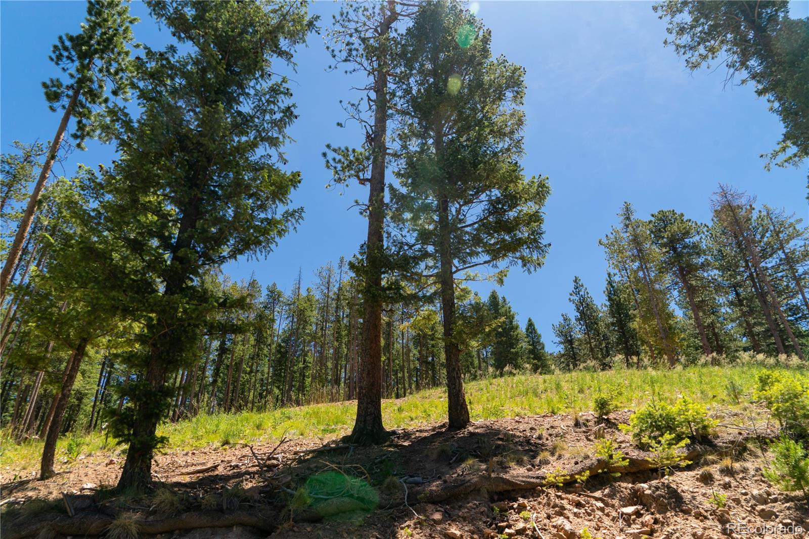 6814 Lynx Lair Road Evergreen, CO 80439 - Photo 3 of 19