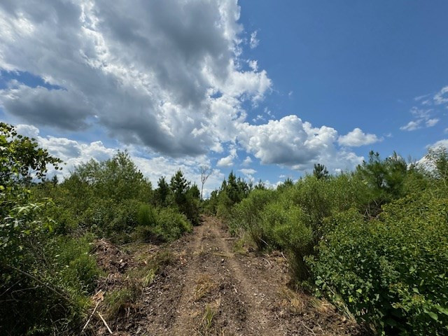 Tbd Street Road Liberty, MS 39645 - Photo 12 of 23 Photo 12