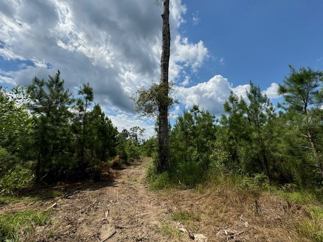 Tbd Street Road Liberty, MS 39645 - Photo 13 of 23 Photo 13
