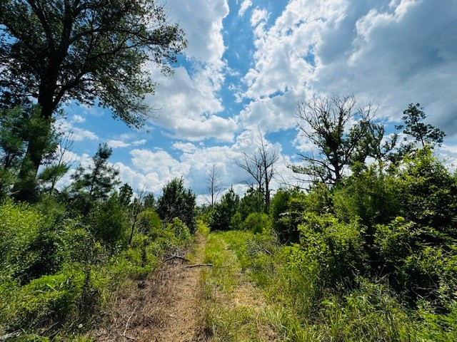 Tbd Street Road Liberty, MS 39645 - Photo 5 of 23 Photo 5