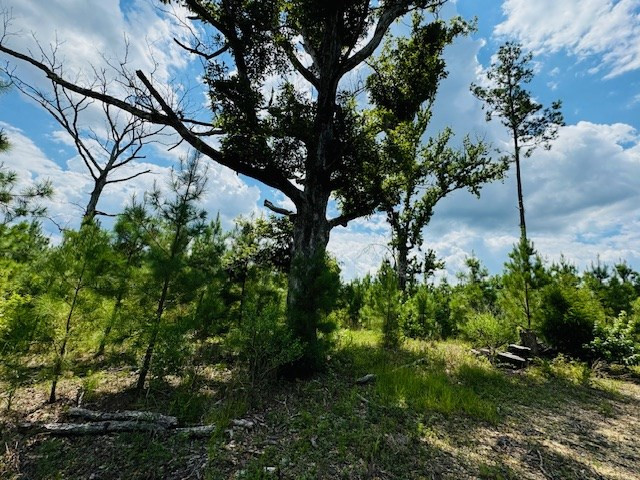 Tbd Street Road Liberty, MS 39645 - Photo 6 of 23 Photo 6
