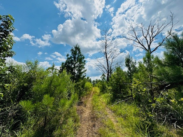 Tbd Street Road Liberty, MS 39645 - Photo 7 of 23 Photo 7