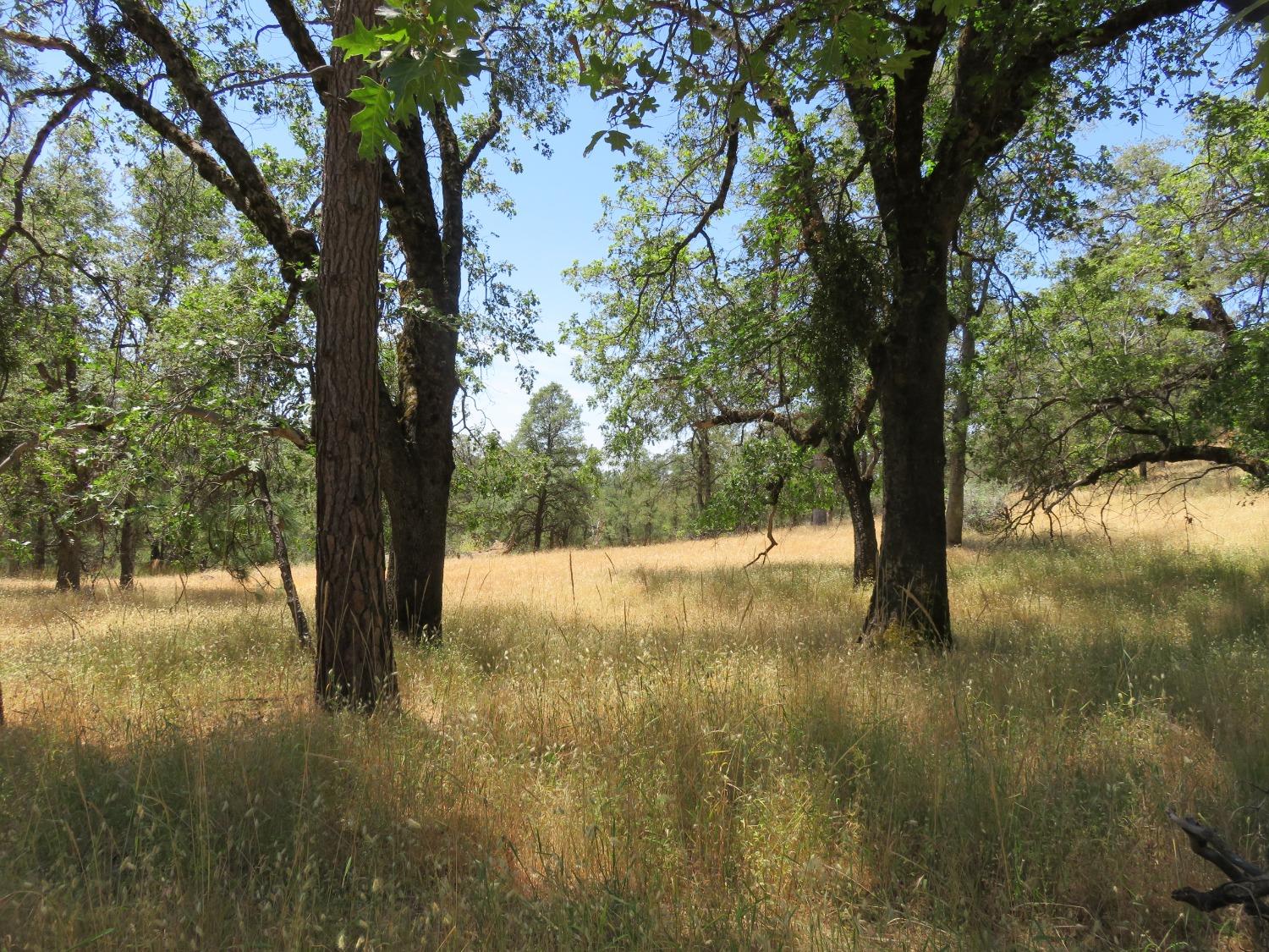 4426 Bald Mountain Road West Point, CA 95255 - Photo 13 of 45 a view of lake with trees