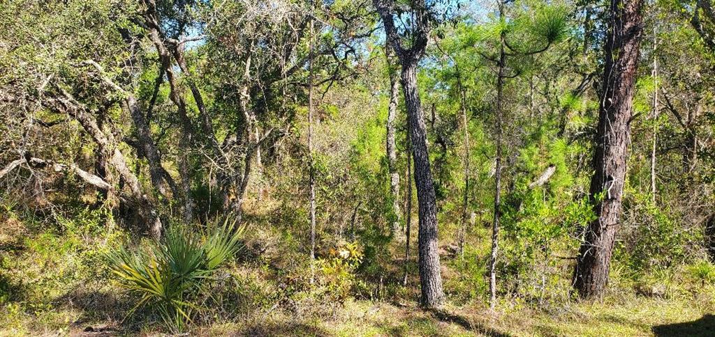 56 Mohican Avenue Weeki Wachee, FL 34613 - Photo 1 of 1