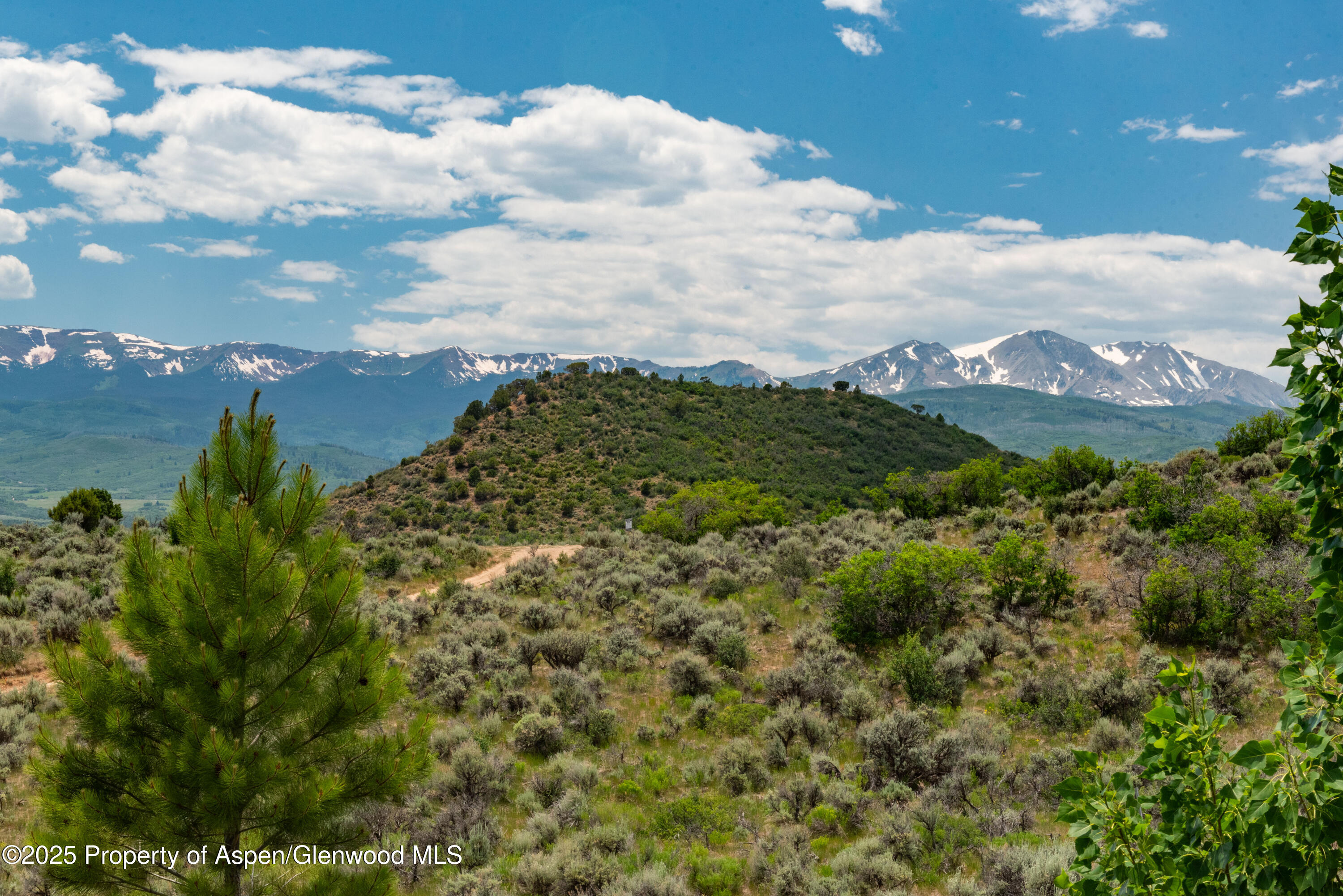 614 Light Hill Road Snowmass, CO 81654 - Photo 21 of 22 a view of a bunch of trees