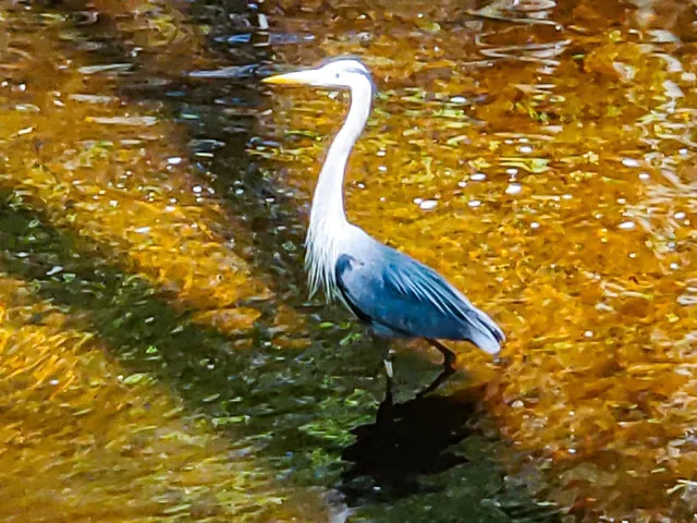 $900,000 | 226 Amesbury Road, Kensington, NH 03833