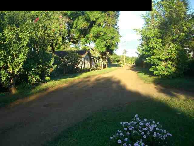 151 Kahiapo Place Haiku, HI 96708 - Photo 8 of 13 a view of a yard with a tree