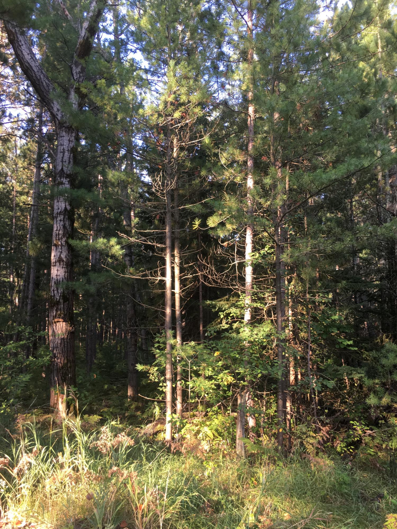 Dudd Road Vanderbilt, MI 49795 - Photo 2 of 3 Gallery Image 2
