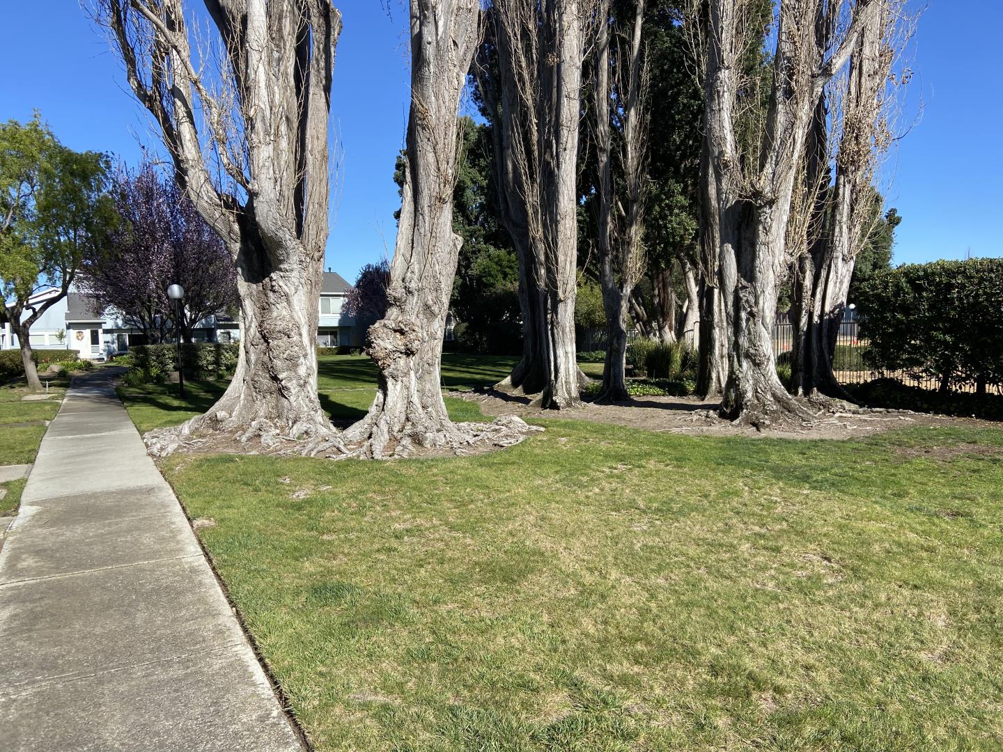 715 Comet Drive Foster City, CA 94404 - Photo 24 of 25 a view of a garden with palm trees