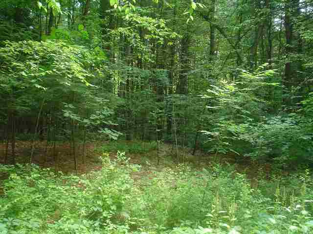 0 Barkley Lake Road Salem, NY 12865 - Photo 1 of 6 Photo 1