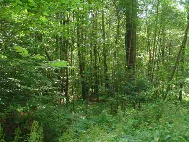 0 Barkley Lake Road Salem, NY 12865 - Photo 2 of 6 Photo 2